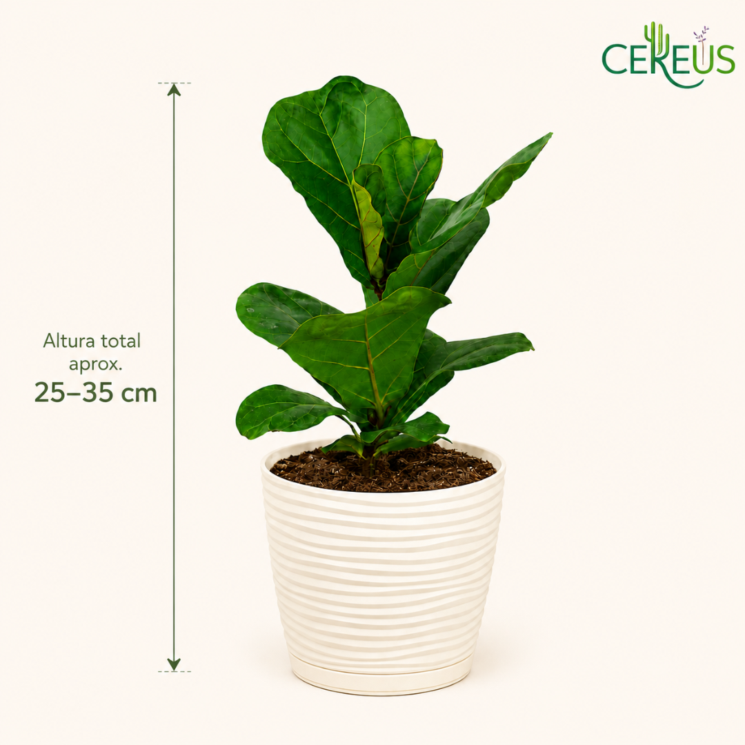 Ficus Lyrata con Macetero Blanco y Plato – 25 a 35 cm