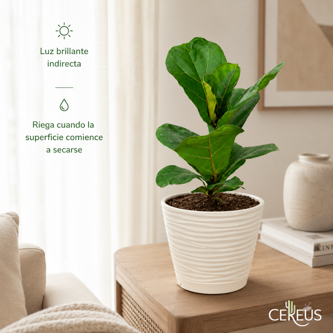 Ficus Lyrata con Macetero Blanco y Plato – 25 a 35 cm
