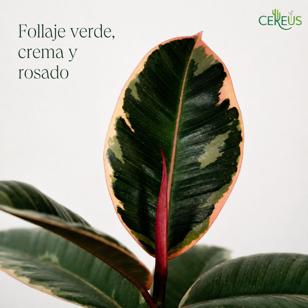 Ficus Ruby Variegado de Interior 25 a 35 cm incluye macetero