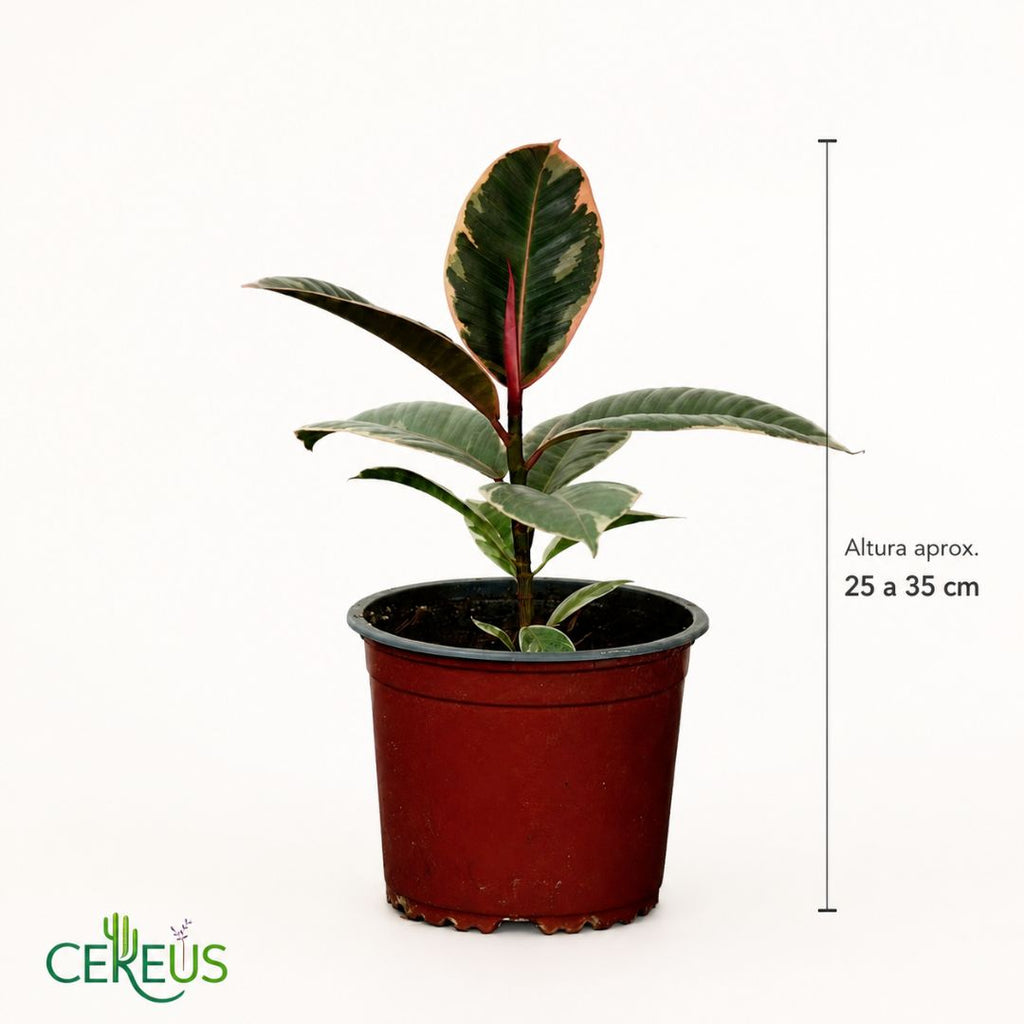 Ficus Ruby Variegado de Interior 25 a 35 cm incluye macetero