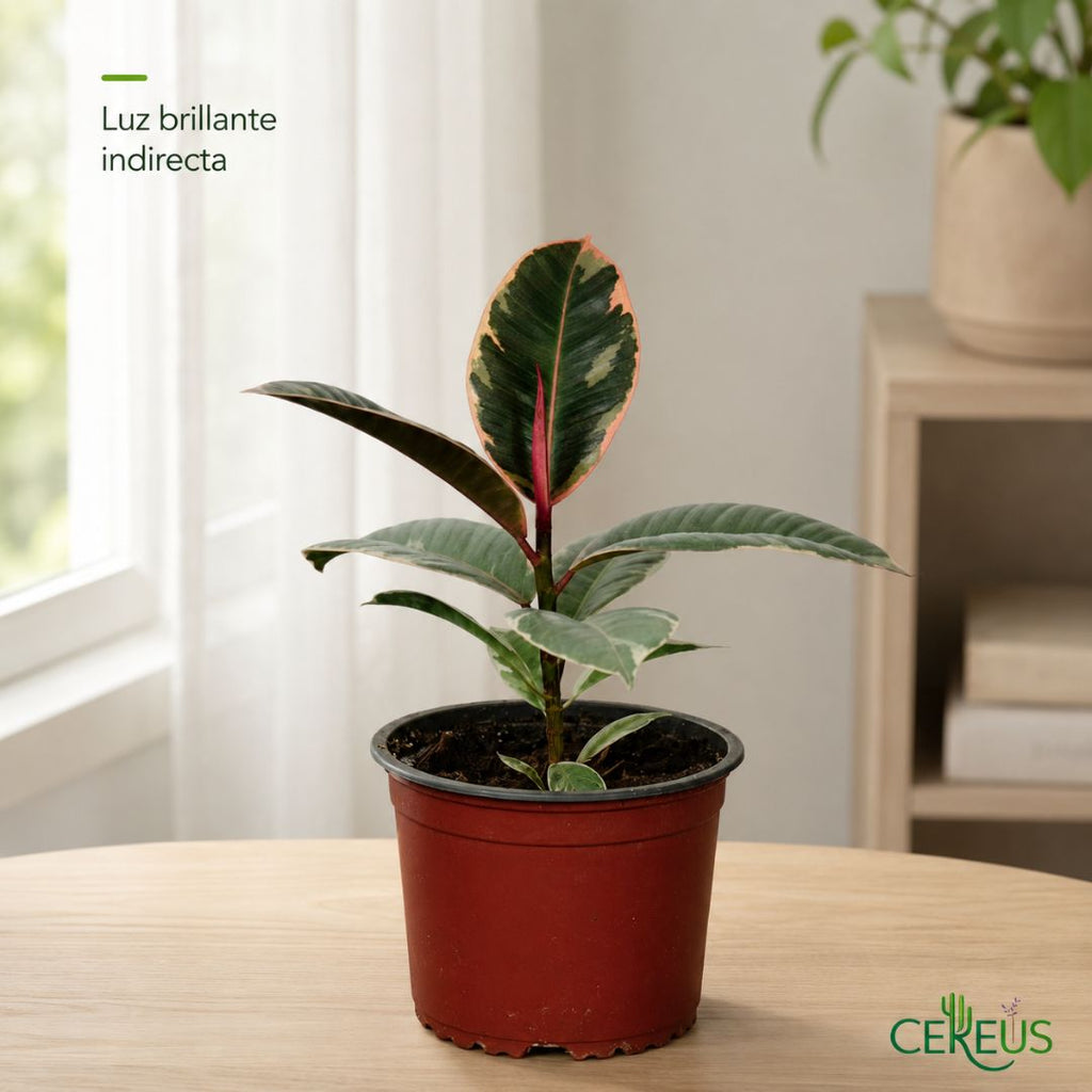 Ficus Ruby Variegado de Interior 25 a 35 cm incluye macetero