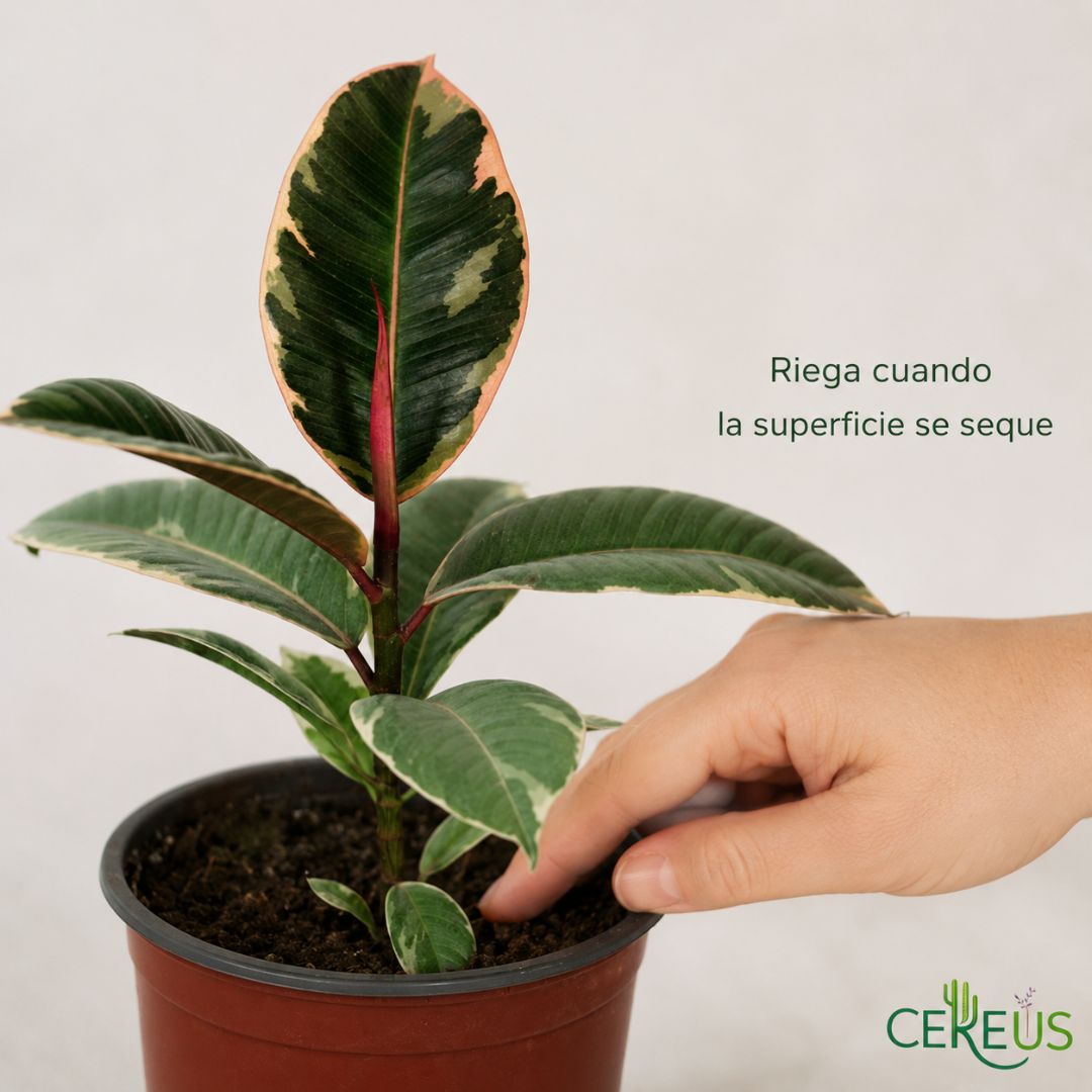 Ficus Ruby Variegado de Interior 25 a 35 cm incluye macetero