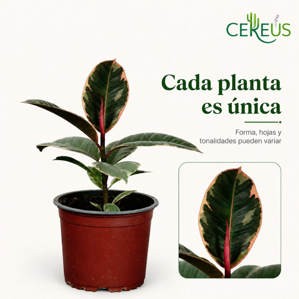 Ficus Ruby Variegado de Interior 25 a 35 cm incluye macetero