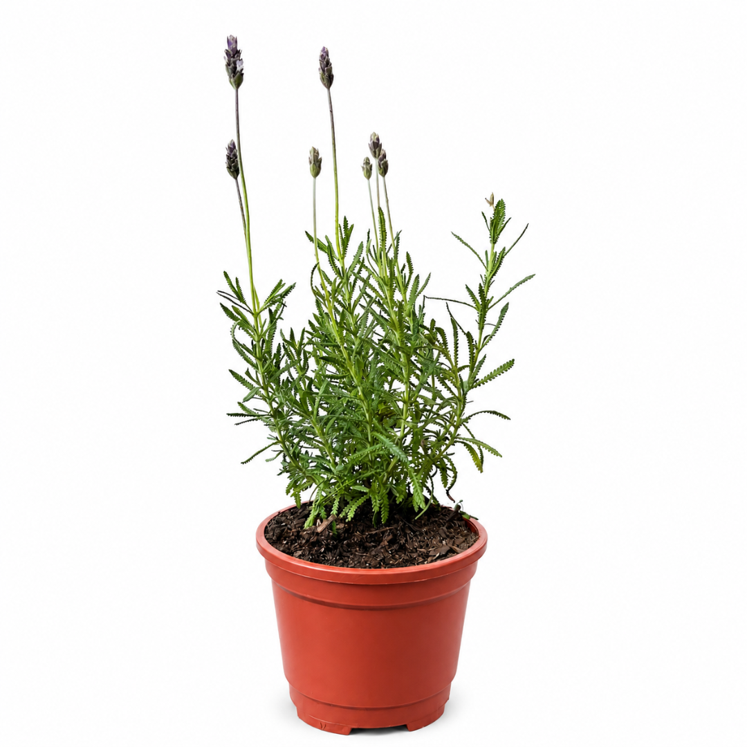 Lavanda Francesa 20-30 cm con macetero plástico