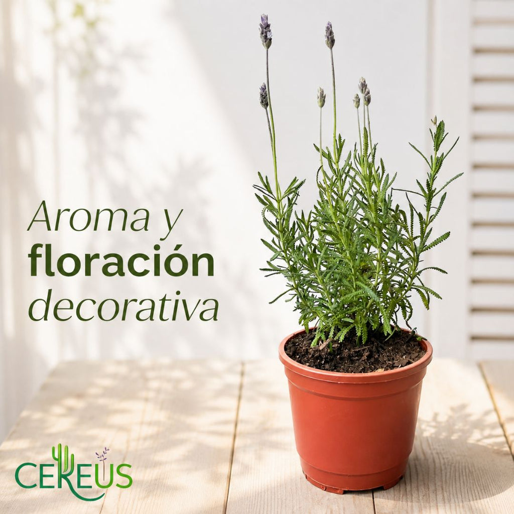 Lavanda Francesa 20-30 cm con macetero plástico