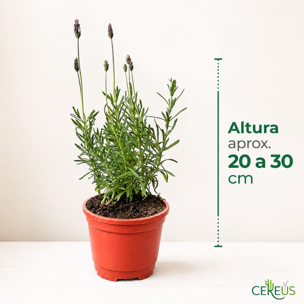 Lavanda Francesa 20-30 cm con macetero plástico
