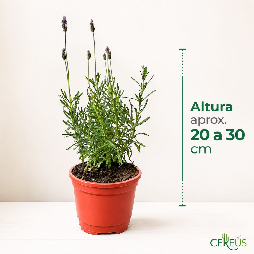 Lavanda Francesa 20-30 cm con macetero plástico
