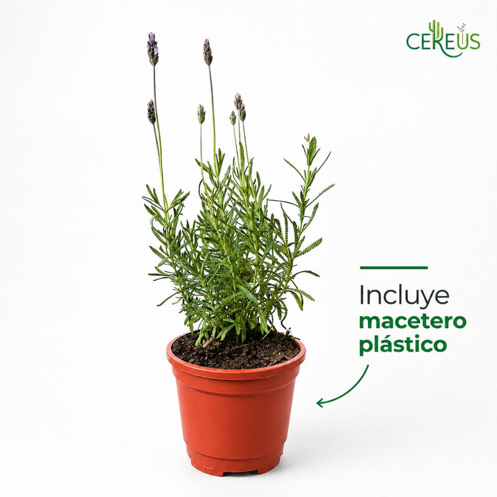 Lavanda Francesa 20-30 cm con macetero plástico