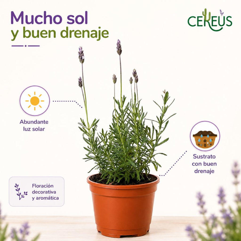 Lavanda Francesa 20-30 cm con macetero plástico