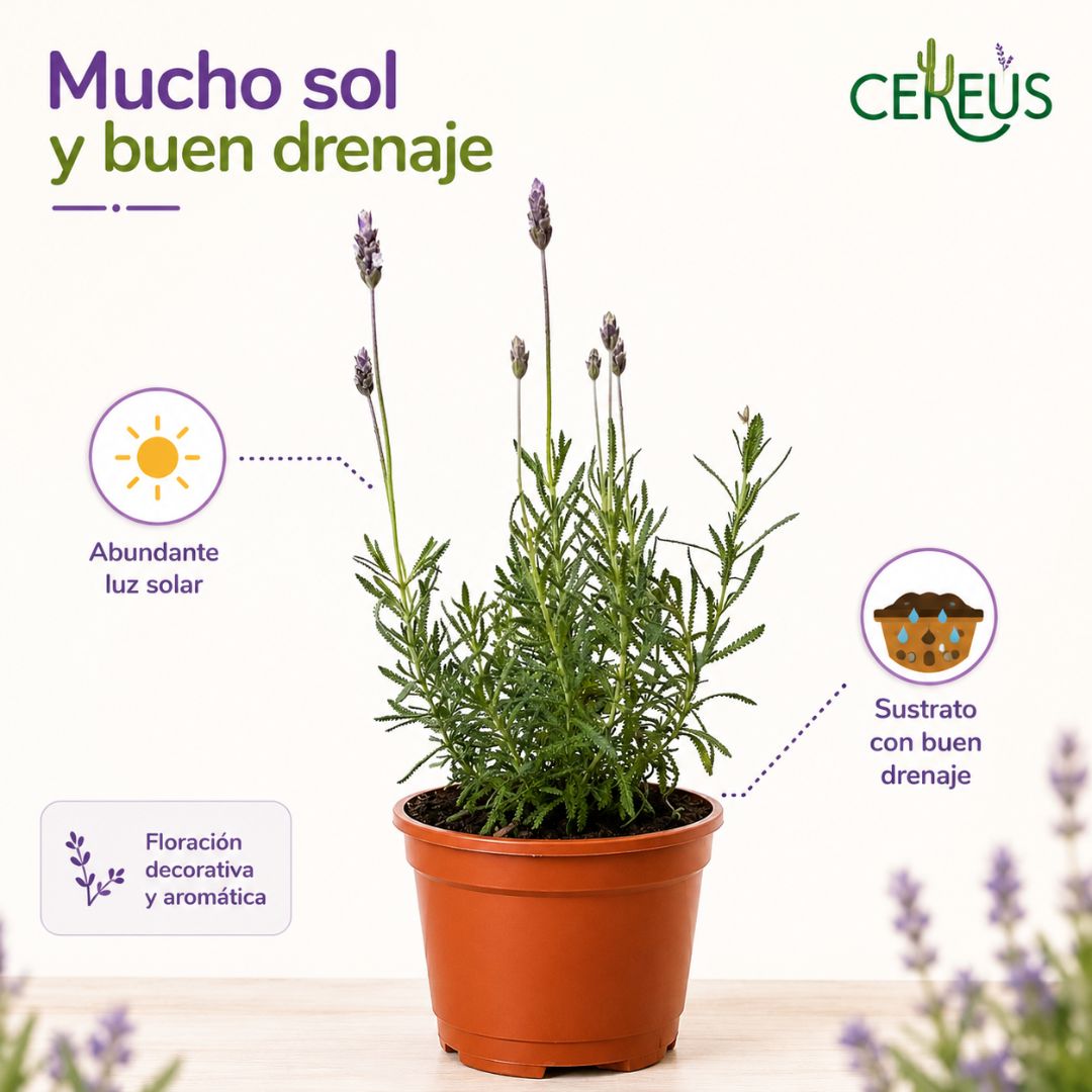 Lavanda Francesa 20-30 cm con macetero plástico