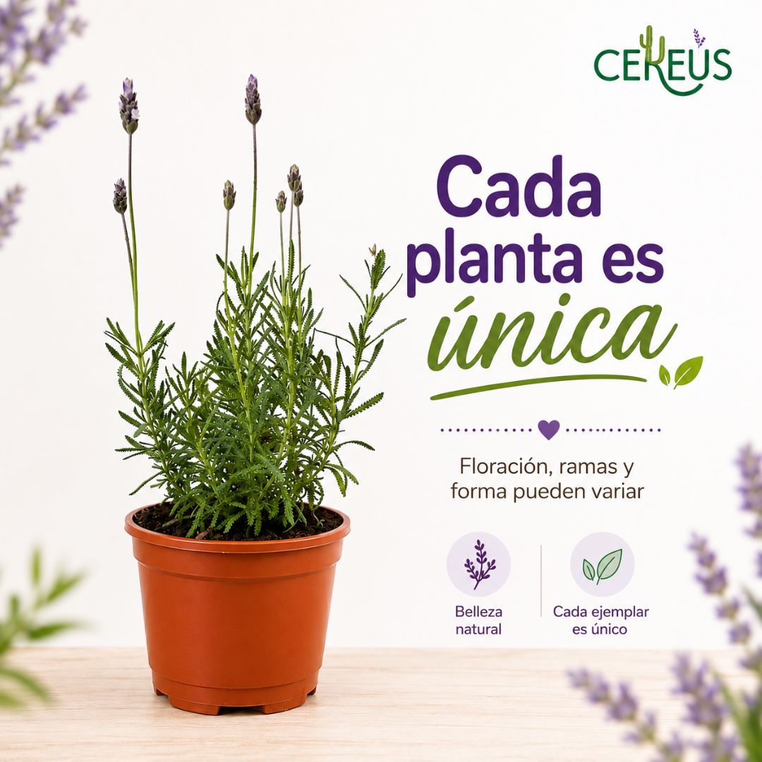 Lavanda Francesa 20-30 cm con macetero plástico