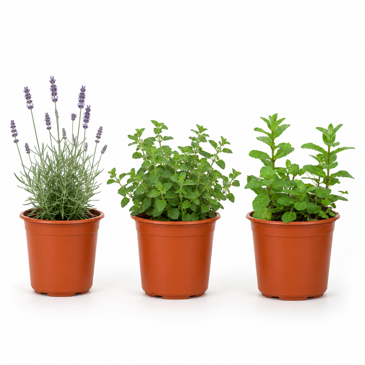 Set 3 Plantas Aromáticas con Macetero – Lavanda, Orégano y Menta