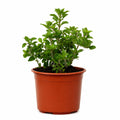 Orégano Origanum Vulgare 20 a 30 cm con Macetero