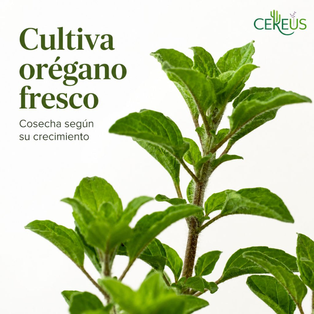 Orégano Origanum Vulgare 20 a 30 cm con Macetero