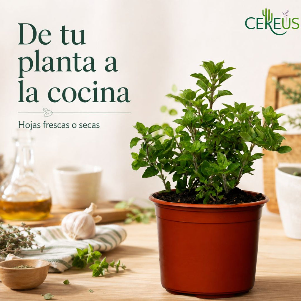 Orégano Origanum Vulgare 20 a 30 cm con Macetero
