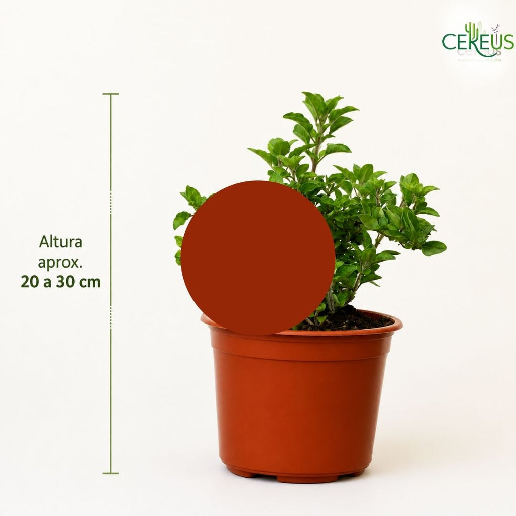 Orégano Origanum Vulgare 20 a 30 cm con Macetero