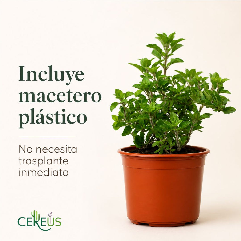 Orégano Origanum Vulgare 20 a 30 cm con Macetero