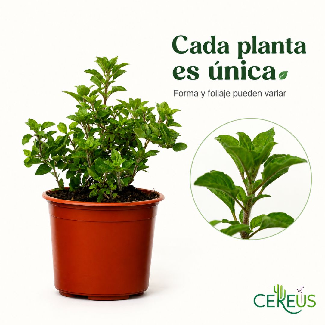 Orégano Origanum Vulgare 20 a 30 cm con Macetero