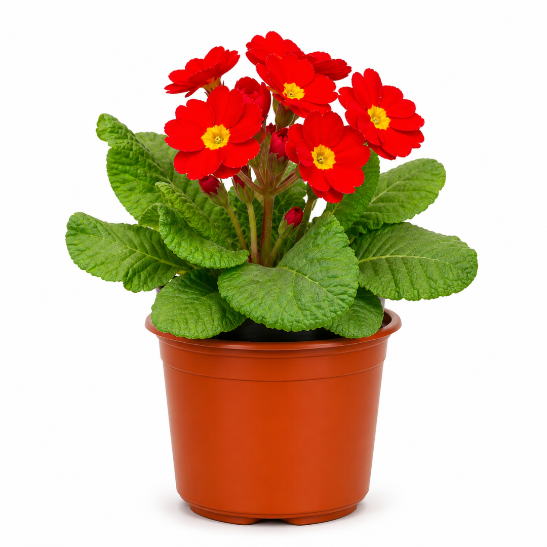 Prímula Roja (Oreja de Oso) con Macetero – 15 a 20 cm