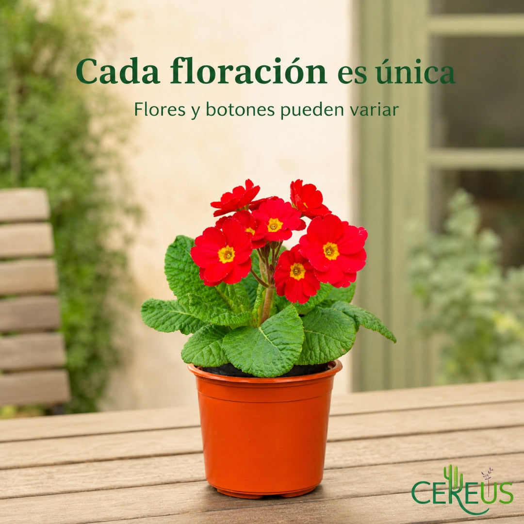 Prímula Roja (Oreja de Oso) con Macetero – 15 a 20 cm