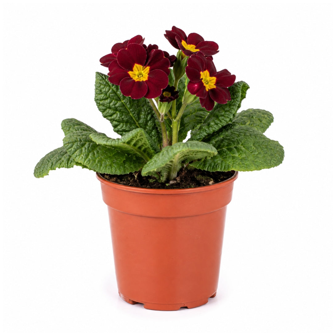 Prímula Roja (Oreja de Oso) con Macetero – 15 a 20 cm