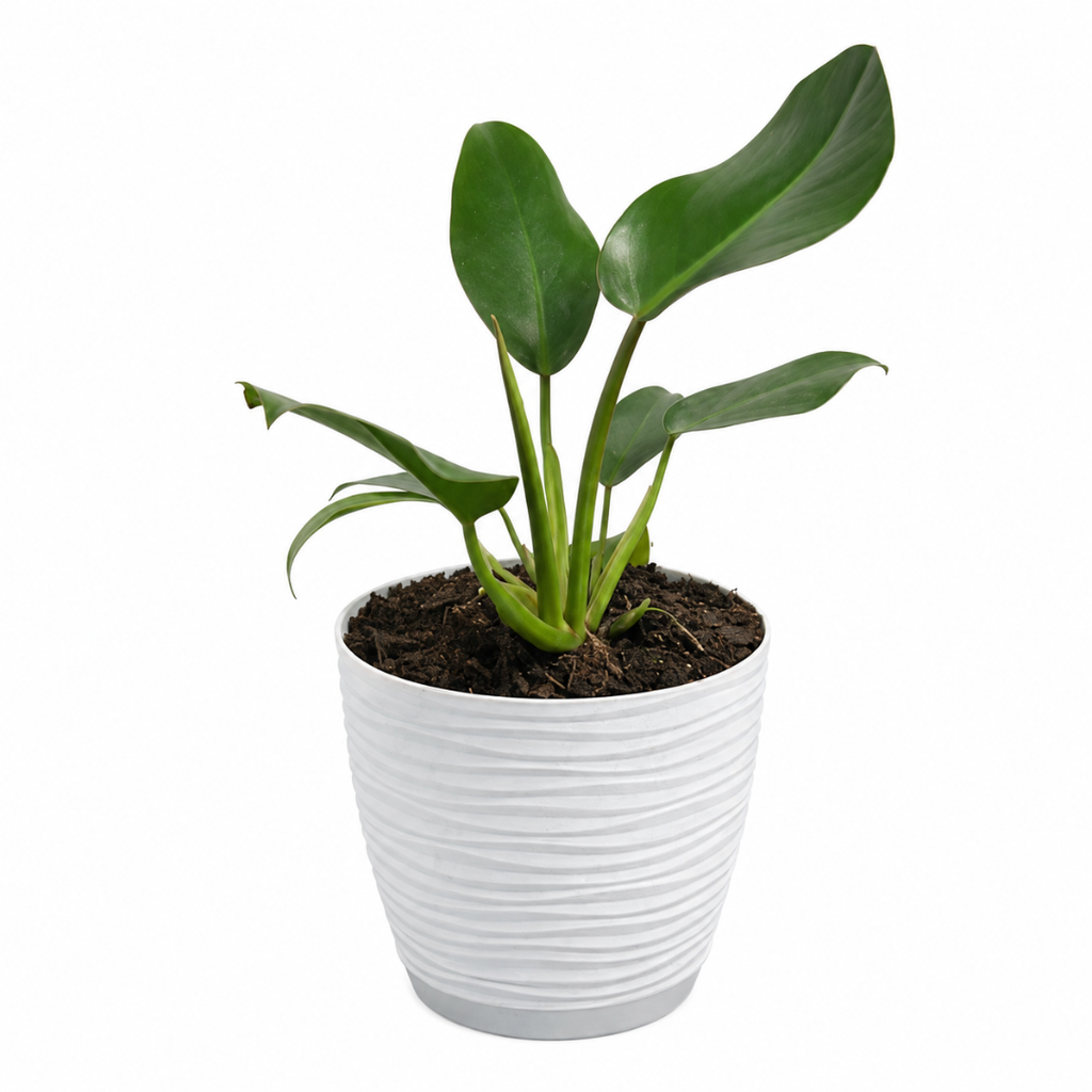 Philodendron Imperial Green con Macetero Blanco y Plato Integrado – 25 a 35 cm
