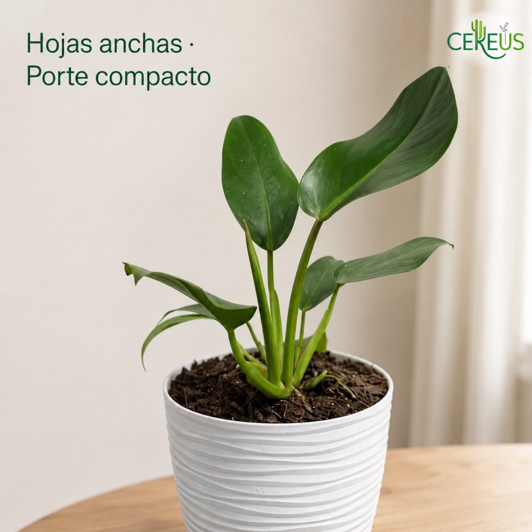 Philodendron Imperial Green con Macetero Blanco y Plato Integrado – 25 a 35 cm