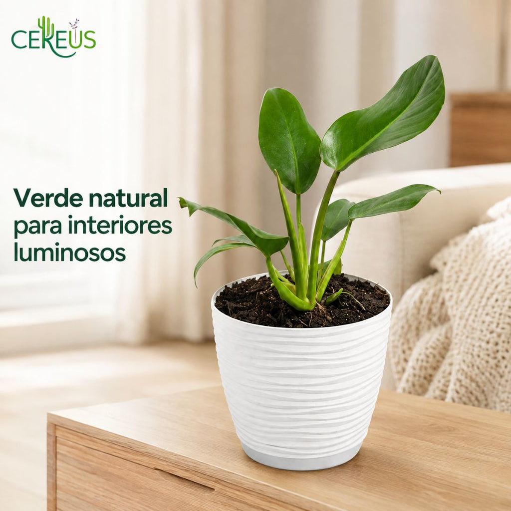 Philodendron Imperial Green con Macetero Blanco y Plato Integrado – 25 a 35 cm