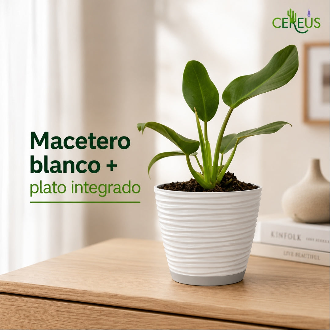 Philodendron Imperial Green con Macetero Blanco y Plato Integrado – 25 a 35 cm