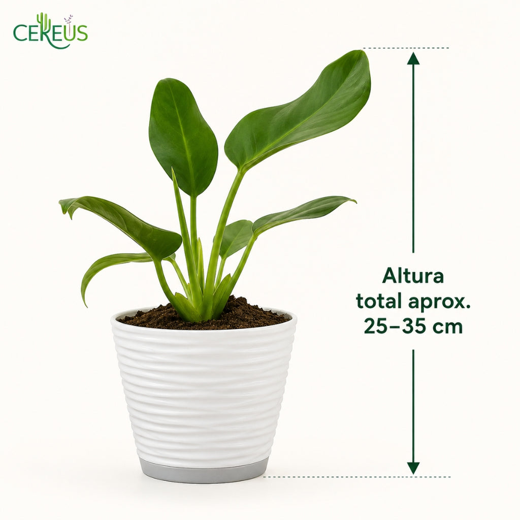 Philodendron Imperial Green con Macetero Blanco y Plato Integrado – 25 a 35 cm