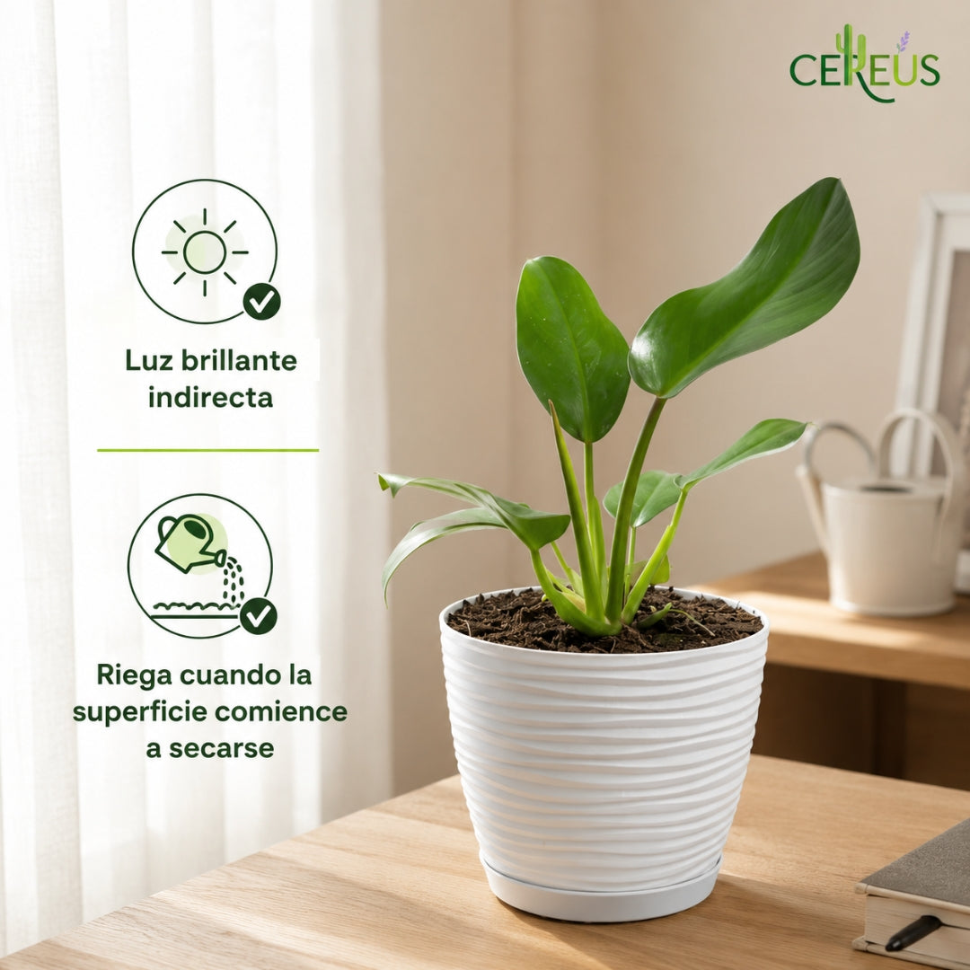 Philodendron Imperial Green con Macetero Blanco y Plato Integrado – 25 a 35 cm