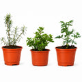 Kit de 3 Plantas Aromáticas Ruda Romero y Orégano