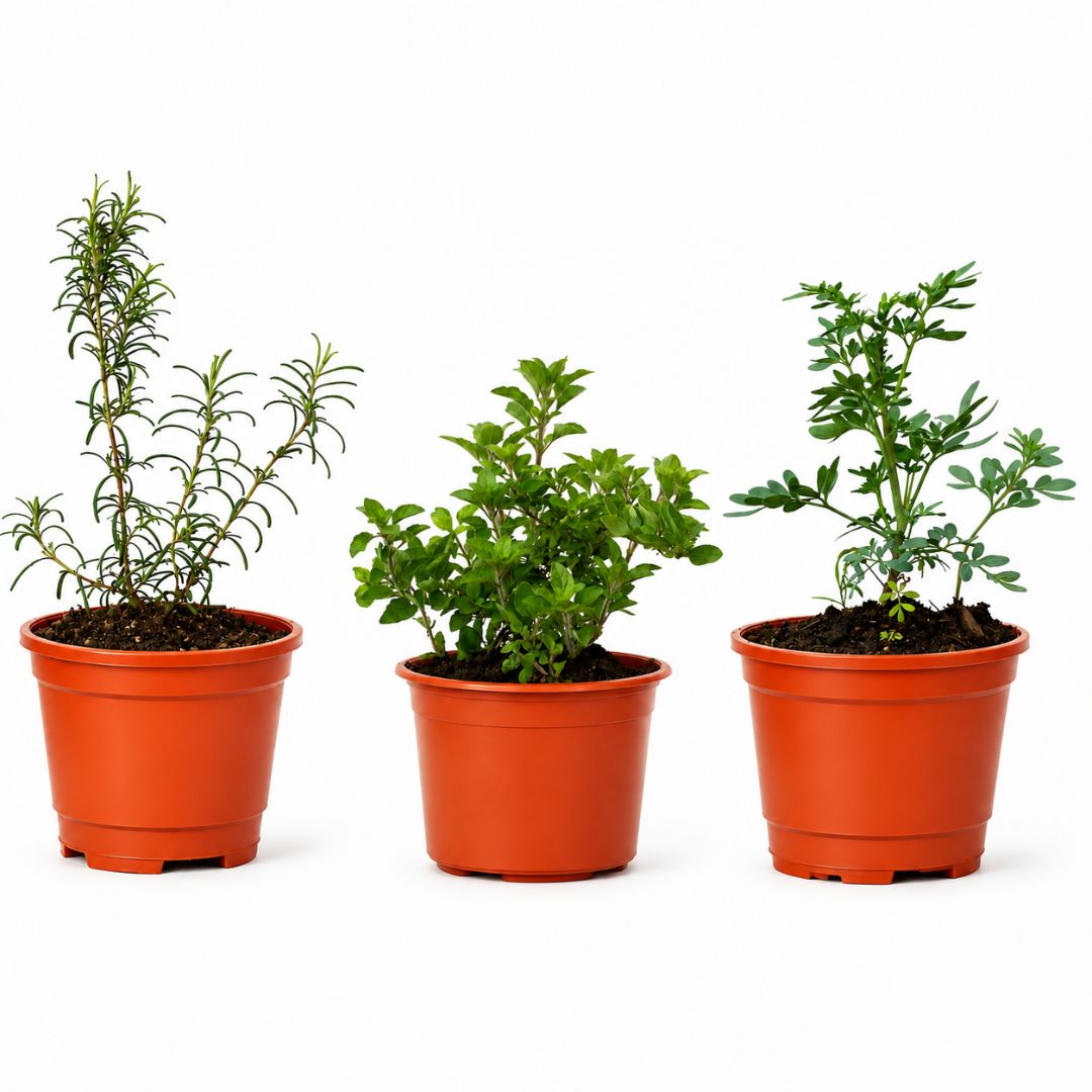 Kit de 3 Plantas Aromáticas Ruda Romero y Orégano