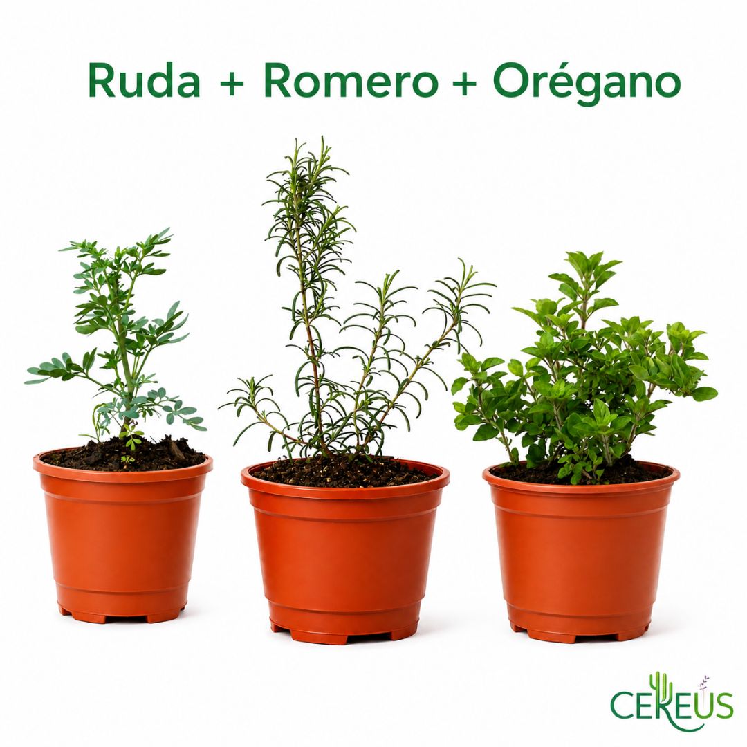 Kit de 3 Plantas Aromáticas Ruda Romero y Orégano