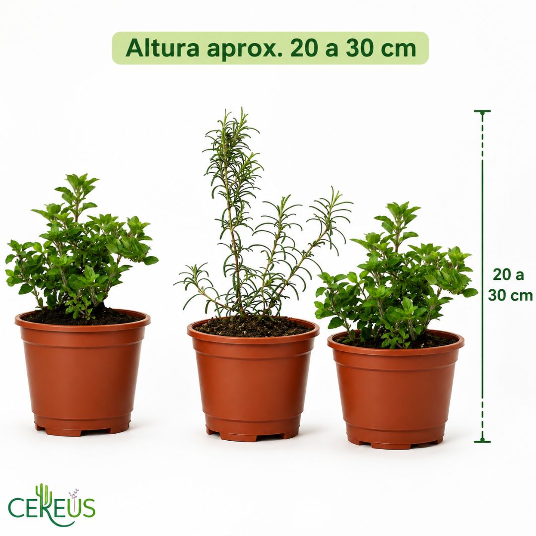 Kit de 3 Plantas Aromáticas Ruda Romero y Orégano