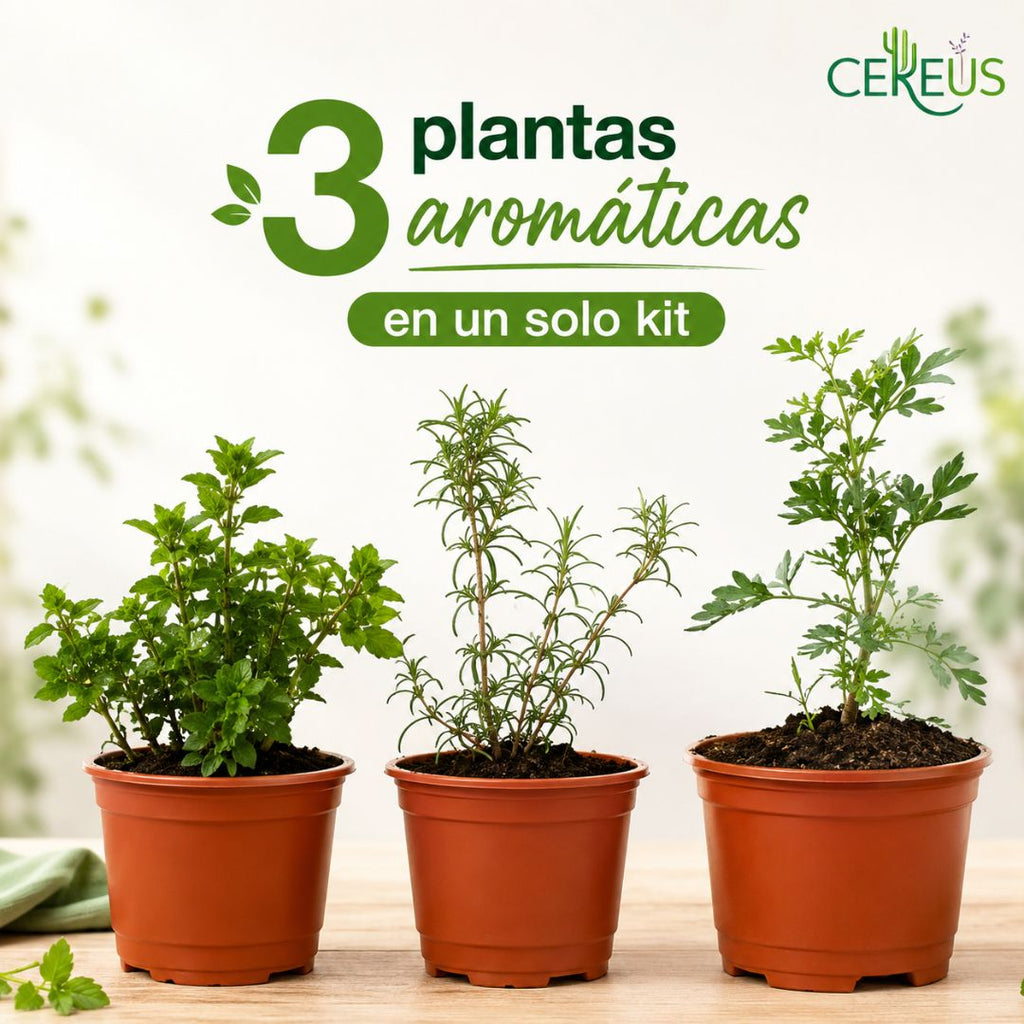 Kit de 3 Plantas Aromáticas Ruda Romero y Orégano