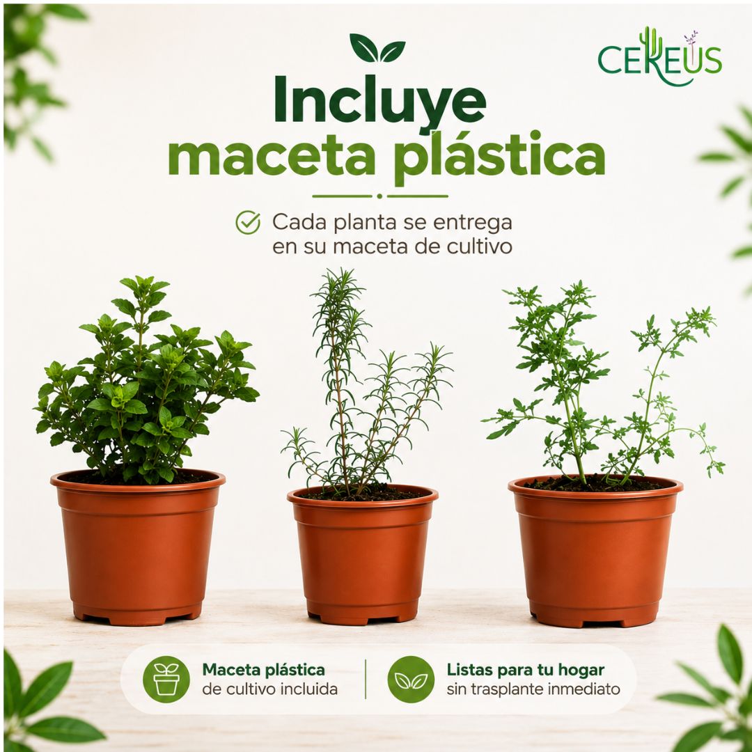 Kit de 3 Plantas Aromáticas Ruda Romero y Orégano