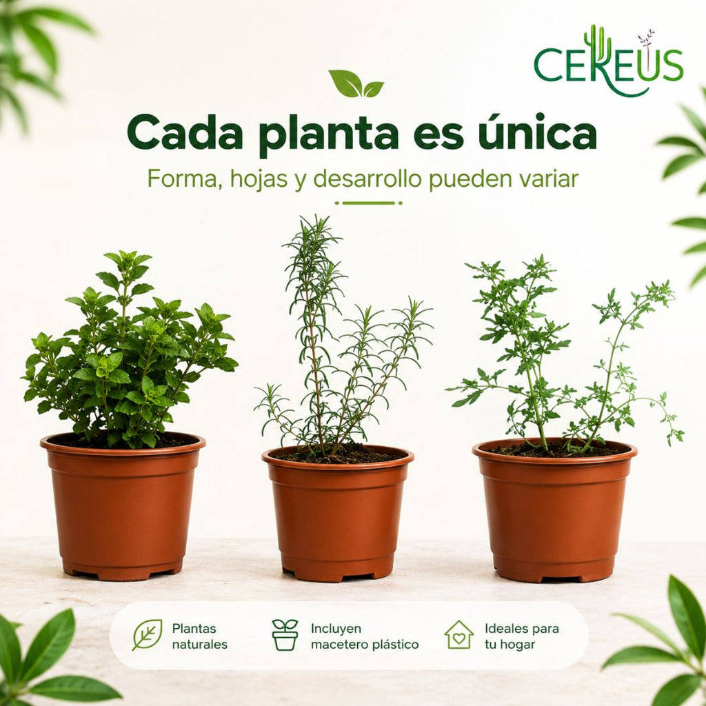 Kit de 3 Plantas Aromáticas Ruda Romero y Orégano