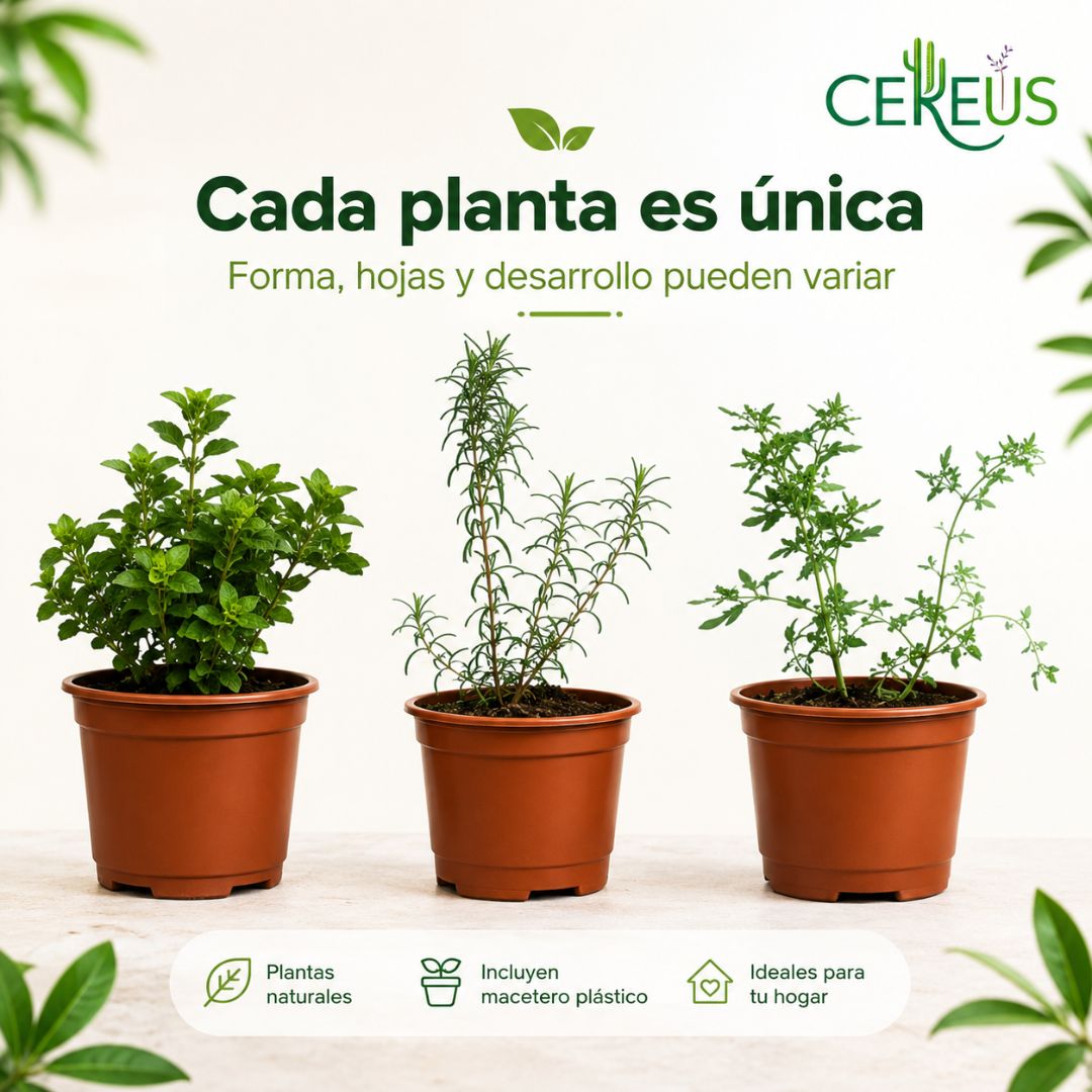 Kit de 3 Plantas Aromáticas Ruda Romero y Orégano