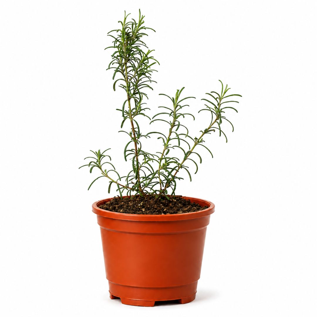 Romero aromático en maceta 20-30 cm