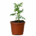 Ruda Ruta Graveolens 20 a 30 cm con Macetero