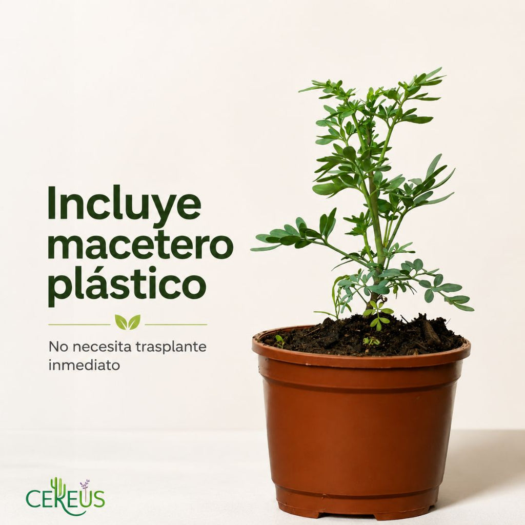 Ruda Ruta Graveolens 20 a 30 cm con Macetero