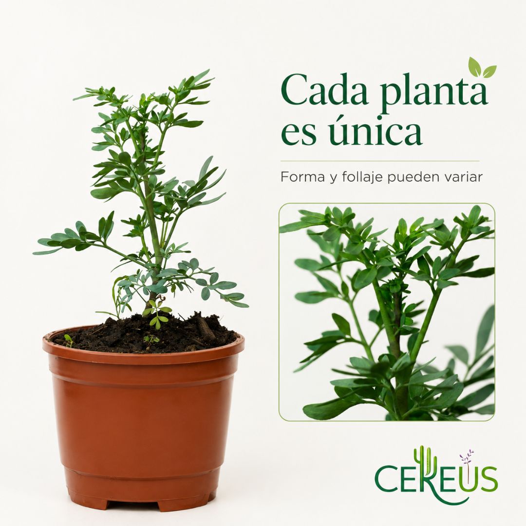 Ruda Ruta Graveolens 20 a 30 cm con Macetero