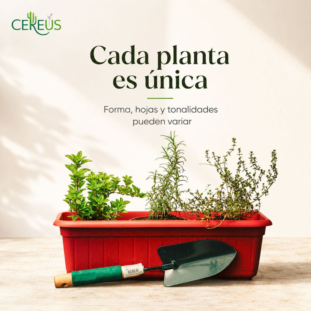 Jardinera de Aromáticas con Pala: Romero, Tomillo y Orégano