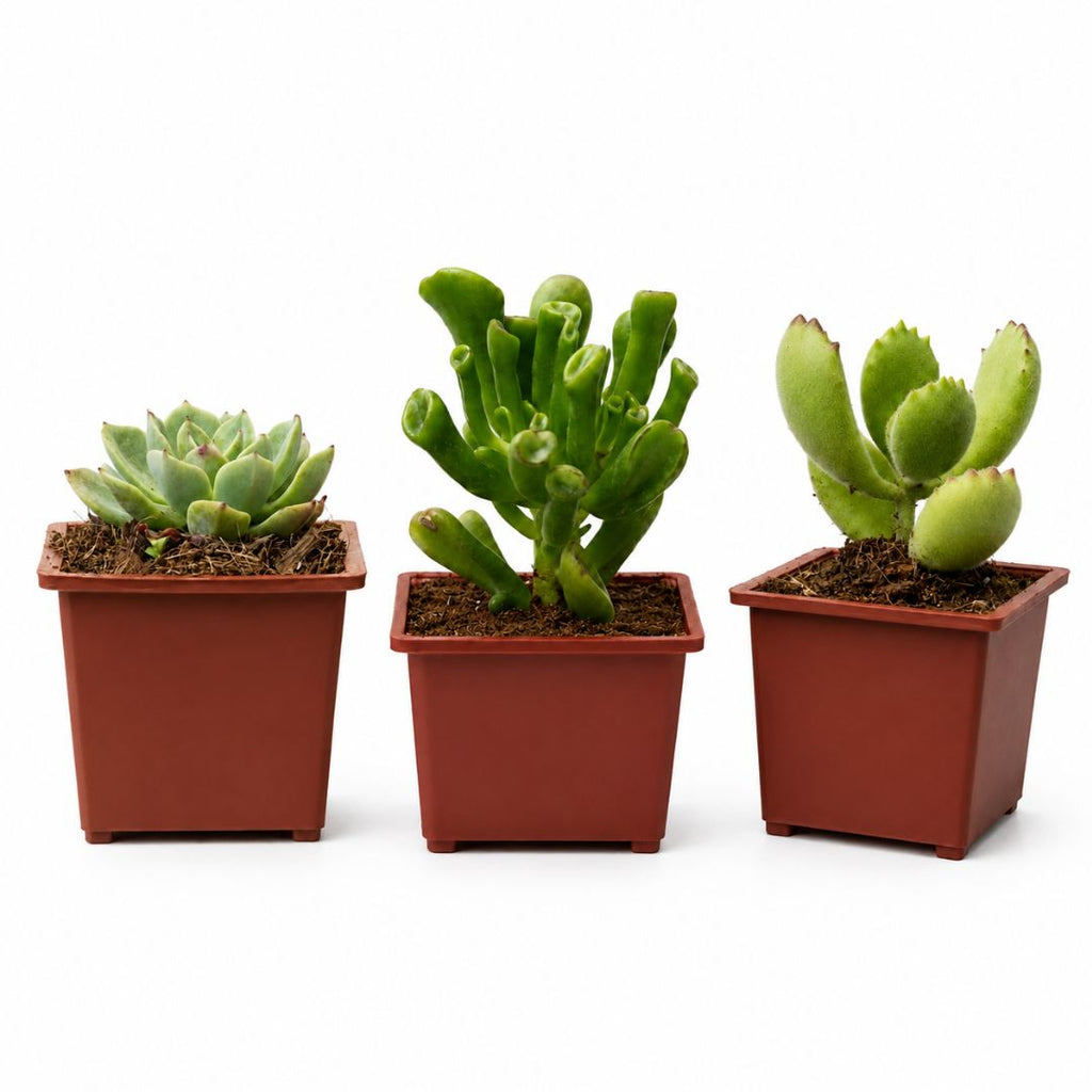 Set de 3 Suculentas con Macetero: Echeveria, Oreja de Shrek y Garras de Oso