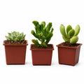 Set de 3 Suculentas con Macetero: Echeveria, Oreja de Shrek y Garras de Oso