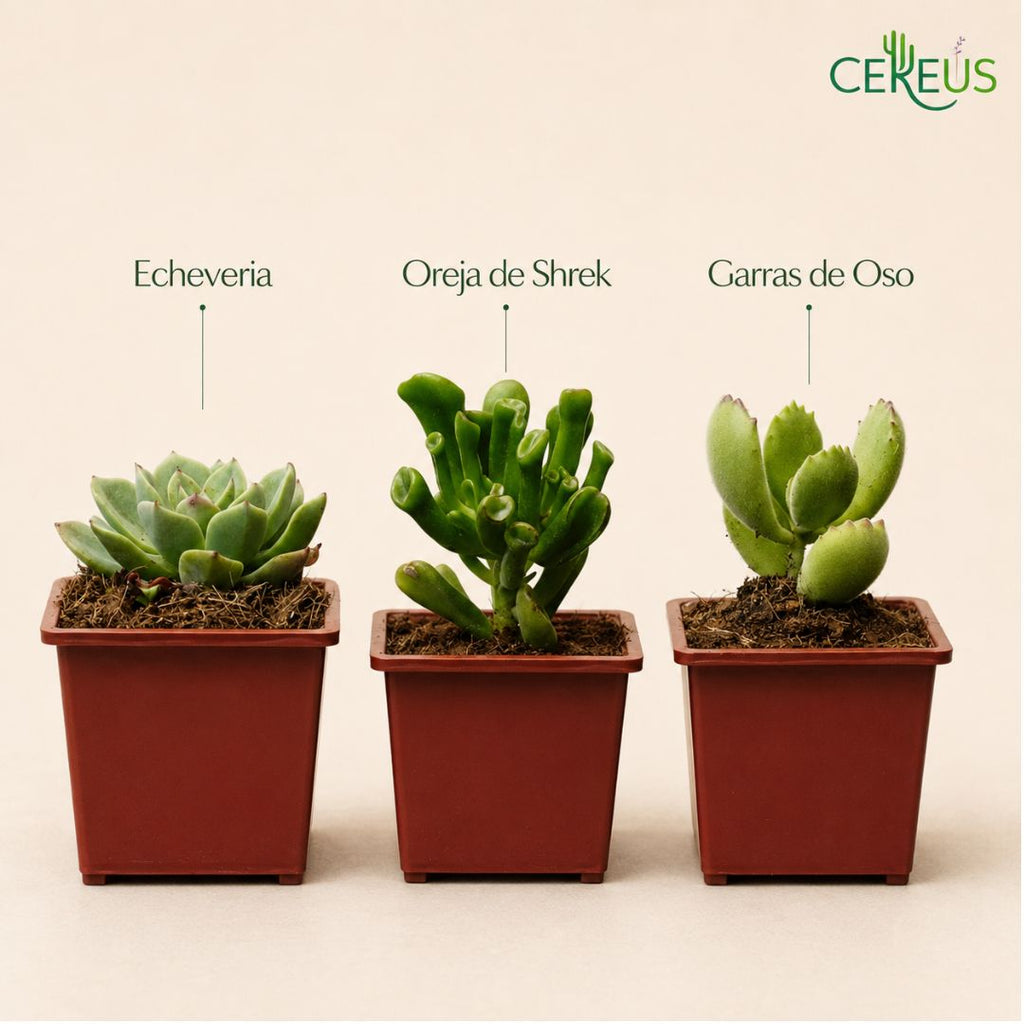 Set de 3 Suculentas con Macetero: Echeveria, Oreja de Shrek y Garras de Oso