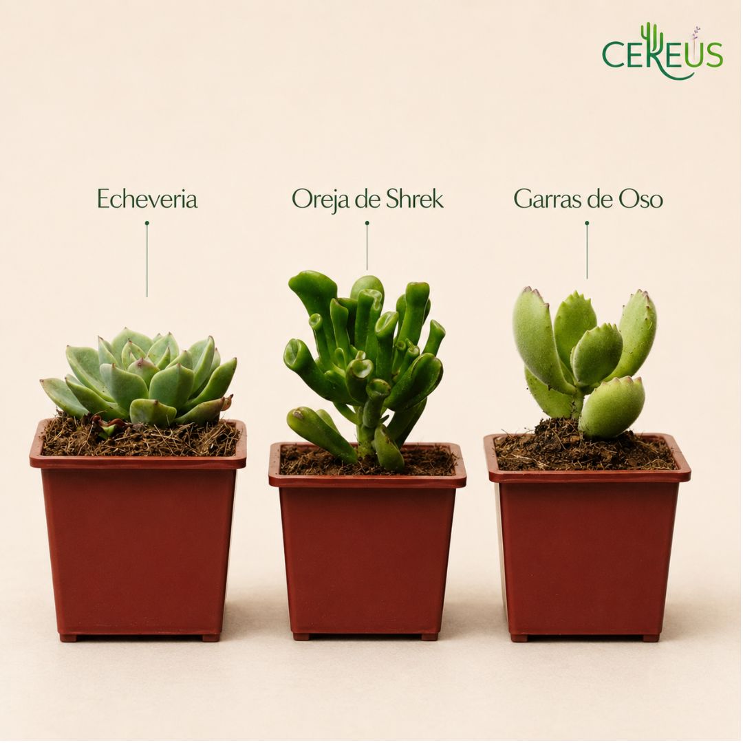 Set de 3 Suculentas con Macetero: Echeveria, Oreja de Shrek y Garras de Oso