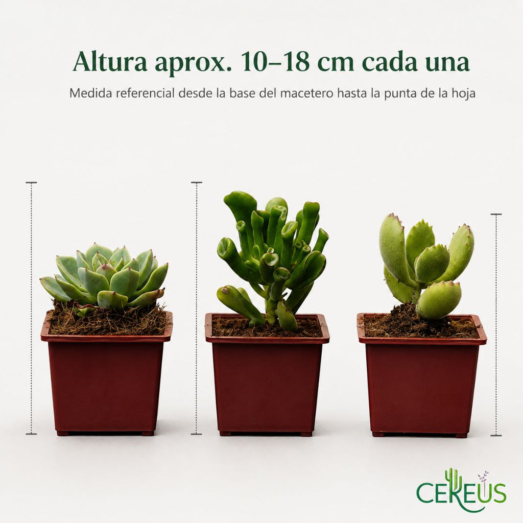Set de 3 Suculentas con Macetero: Echeveria, Oreja de Shrek y Garras de Oso