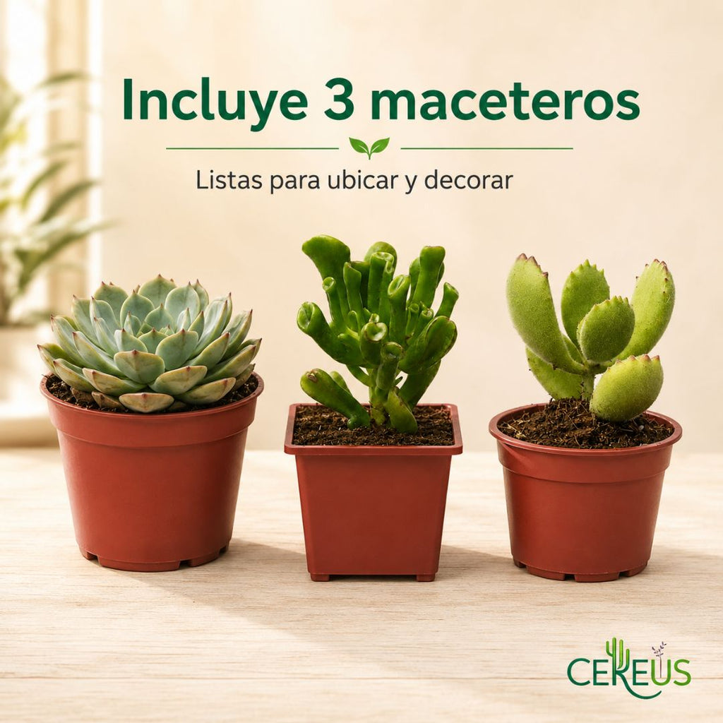 Set de 3 Suculentas con Macetero: Echeveria, Oreja de Shrek y Garras de Oso